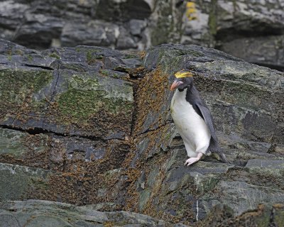 Gallery of Macaroni Penguin