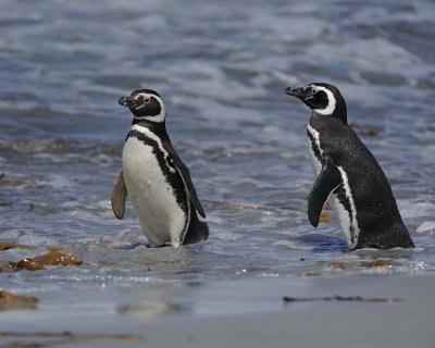 Penguin, Magellanic, 2-122613-Sea Lion Island, Falkland Islands-#0947.jpg