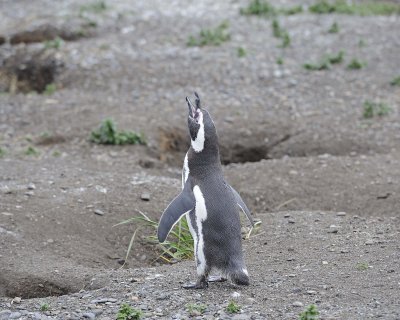 Penguin, Magellanic, braying-122113-Martillo Island, Argentina-#0533.jpg