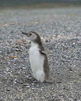 Penguin, Magellanic-122113-Martillo Island, Argentina-#0235.jpg