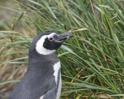 Penguin, Magellanic-122113-Martillo Island, Argentina-#0506.jpg