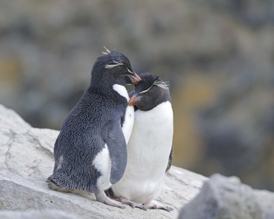 Penguin, Rockhopper, 2-122413-New Island, Falkland Islands-#0364.jpg