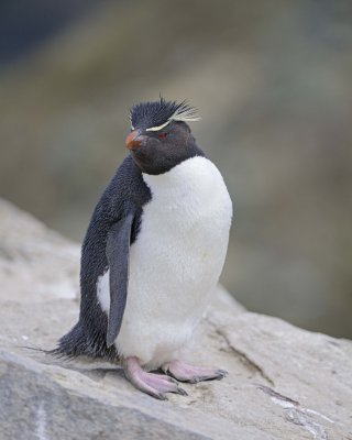 Penguin, Rockhopper-122413-New Island, Falkland Islands-#0488.jpg