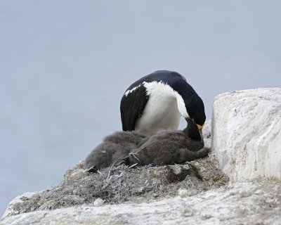 Shag, Antarctic, feeding Chick-011014-Peterman Island, Antarctic Peninsula-#2779.jpg