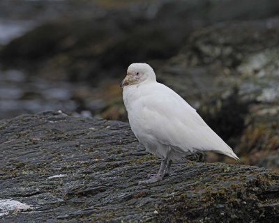 Gallery of Sheathbill
