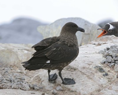 Skua, Brown, landing among Gentoo Penguin Colony-011014-Jougla Point, Wiencke Island, Antarctic Peninsula-#1817.jpg