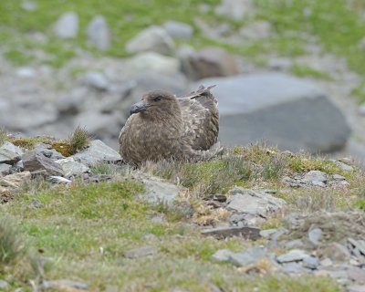 Skua, Brown, nesting-010114-St Andrews Bay, S Georgia Island-#0995.jpg