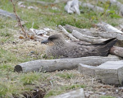 Skua, Brown, nesting-122113-Martillo Island, Argentina-#0452.jpg