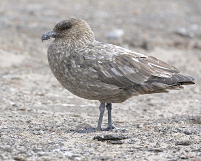 Skua, Brown-122613-Sea Lion Island, Falkland Islands-#0102.jpg