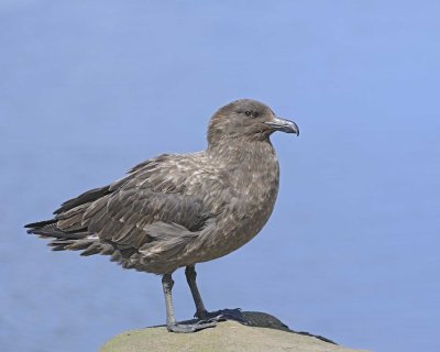 Gallery of Brown Skua