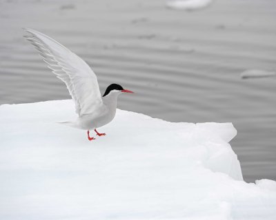 Gallery of Antarctic Tern