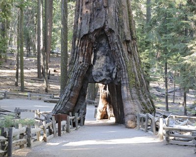 CA Tunnel tree-070414-Mariposa Grove, Yosemite National Park-#0192-8X10.jpg