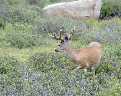 Deer, Mule, Buck-070614-Tioga Road, Yosemite National Park-#0073.jpg