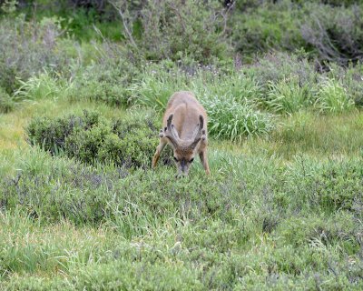 Deer, Mule, Buck-070614-Tioga Road, Yosemite National Park-#0081.jpg