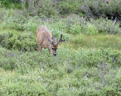 Deer, Mule, Buck-070614-Tioga Road, Yosemite National Park-#0085.jpg