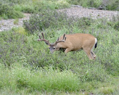 Deer, Mule, Buck-070614-Tioga Road, Yosemite National Park-#0102.jpg