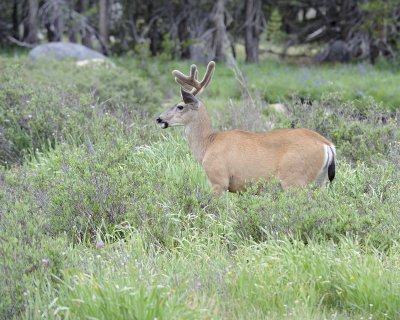 Deer, Mule, Buck-070614-Tioga Road, Yosemite National Park-#0110.jpg