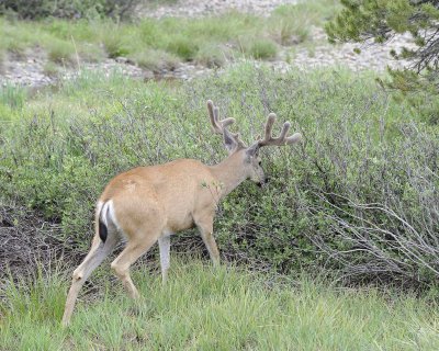 Deer, Mule, Buck-070614-Tioga Road, Yosemite National Park-#0113.jpg