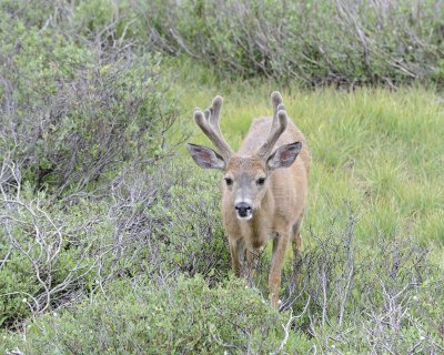 Deer, Mule, Buck-070614-Tioga Road, Yosemite National Park-#0122.jpg