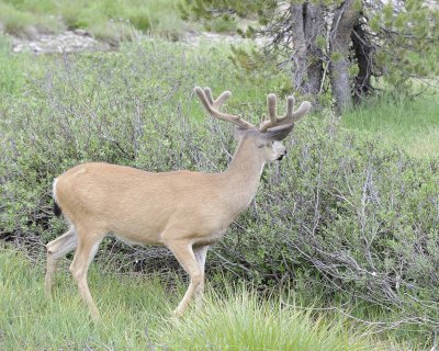 Deer, Mule, Buck-070614-Tioga Road, Yosemite National Park-#0135.jpg