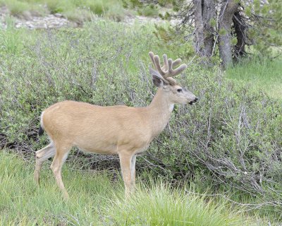 Deer, Mule, Buck-070614-Tioga Road, Yosemite National Park-#0143.jpg