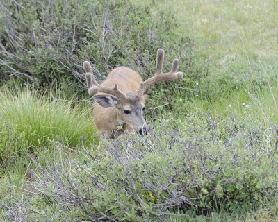 Deer, Mule, Buck-070614-Tioga Road, Yosemite National Park-#0158.jpg