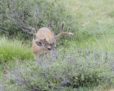 Deer, Mule, Buck-070614-Tioga Road, Yosemite National Park-#0159.jpg
