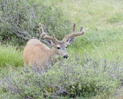 Deer, Mule, Buck-070614-Tioga Road, Yosemite National Park-#0166.jpg