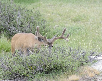 Deer, Mule, Buck-070614-Tioga Road, Yosemite National Park-#0169.jpg