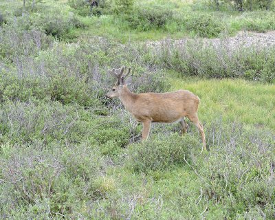 Deer, Mule, Buck-070614-Tioga Road, Yosemite National Park-#0209.jpg