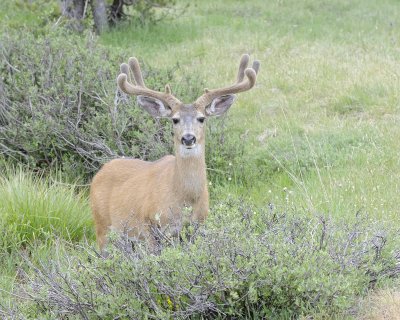 Deer, Mule, Buck-070614-Tioga Road, Yosemite National Park-#0219.jpg