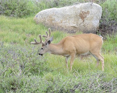 Deer, Mule, Buck-070614-Tioga Road, Yosemite National Park-#0224.jpg