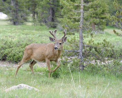 Deer, Mule, Buck-070614-Tioga Road, Yosemite National Park-#0232.jpg