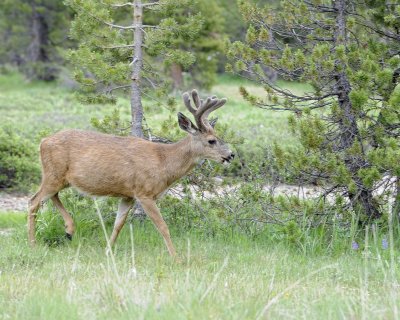 Deer, Mule, Buck-070614-Tioga Road, Yosemite National Park-#0237.jpg