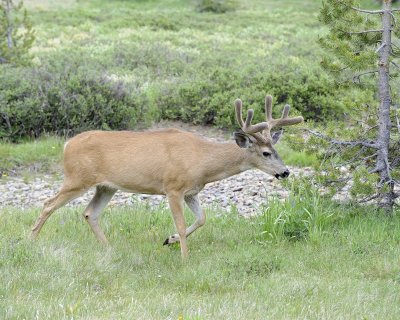 Deer, Mule, Buck-070614-Tioga Road, Yosemite National Park-#0248.jpg