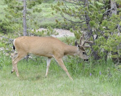 Deer, Mule, Buck-070614-Tioga Road, Yosemite National Park-#0255.jpg