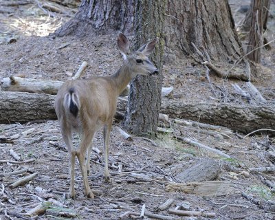 Deer, Mule-070414-Mariposa Grove, Yosemite National Park-#0190.jpg