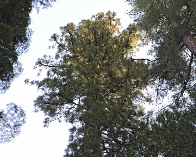 Giant Sequoia-070414-Mariposa Grove, Yosemite National Park-#0085-8X10.jpg