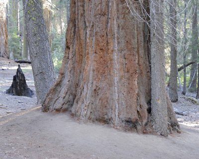 Giant Sequoia-070414-Mariposa Grove, Yosemite National Park-#0086-8X10.jpg