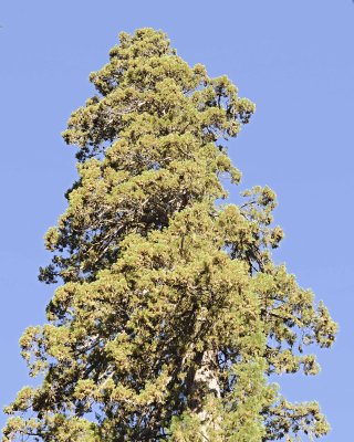 Giant Sequoia-070414-Mariposa Grove, Yosemite National Park-#0091-8X10.jpg