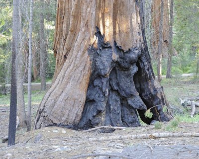 Giant Sequoia-070414-Mariposa Grove, Yosemite National Park-#0122-8X10.jpg