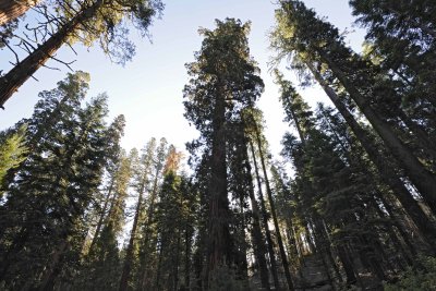 Giant Sequoia-070414-Mariposa Grove, Yosemite National Park-#0424-8X12.jpg