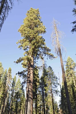 Giant Sequoia-070414-Mariposa Grove, Yosemite National Park-#0426-8X12.jpg