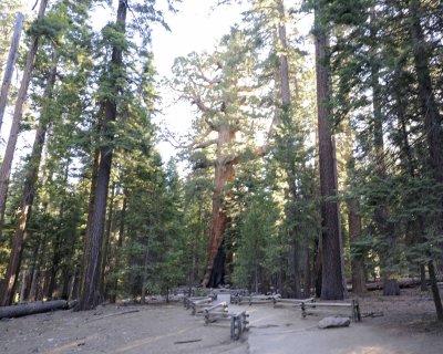 Giant Sequoia-Grizzly Giant-070414-Mariposa Grove, Yosemite National Park-#0428-8X10.jpg
