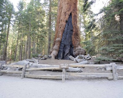 Giant Sequoia-Grizzly Giant-070414-Mariposa Grove, Yosemite National Park-#0434-8X10.jpg
