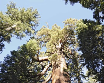 Giant Sequoia-Grizzly Giant-070414-Mariposa Grove, Yosemite National Park-#0437-8X10.jpg