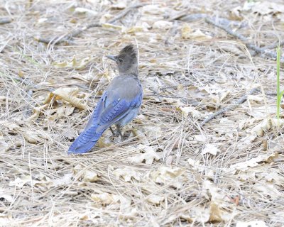 Jay, Steller's-070814-Yosemite National Park-#0234.jpg