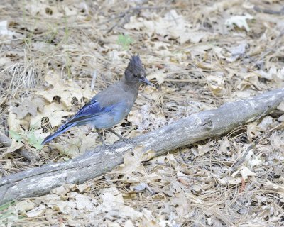 Jay, Steller's-070814-Yosemite National Park-#0264.jpg