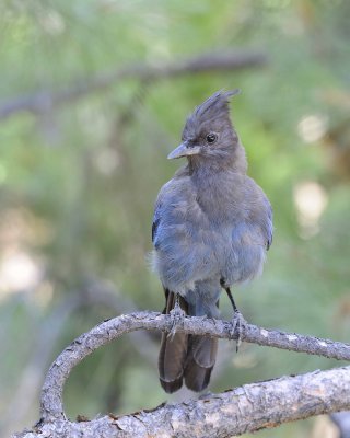 Jay, Steller's-070814-Yosemite National Park-#0359.jpg