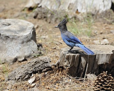 Jay, Steller's-071114-Lake Tahoe-#0154.jpg